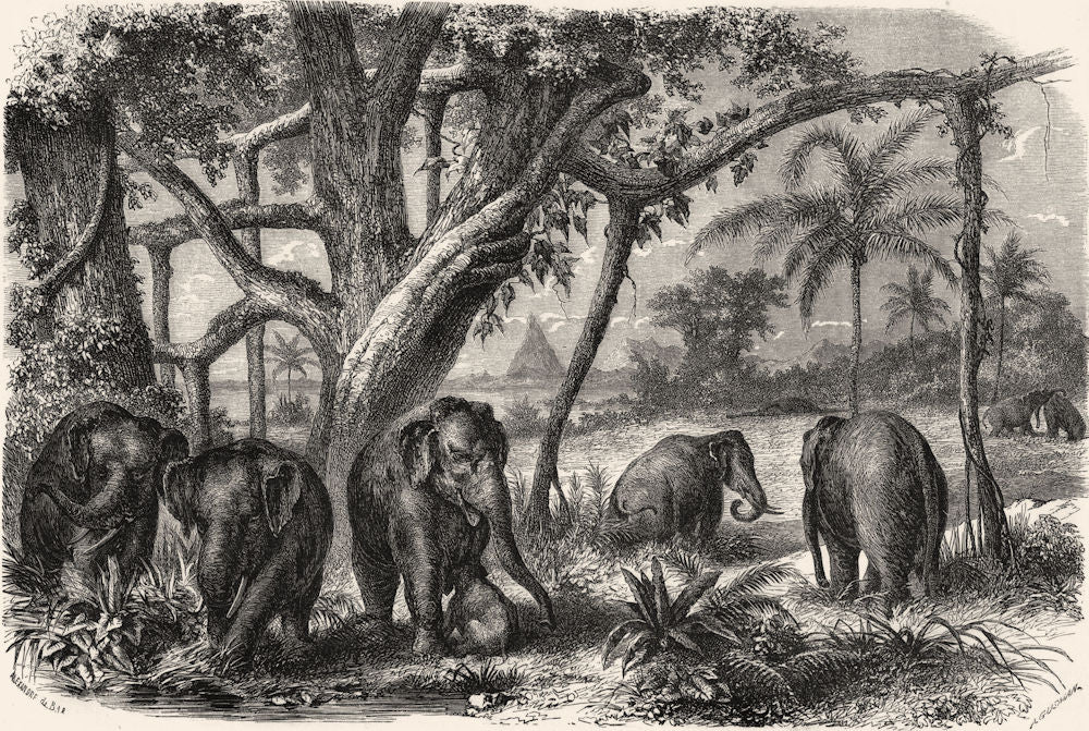 SRI LANKA. A Forest in Sri Lanka 1870 old antique vintage print picture